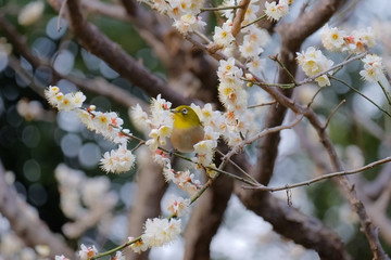 皇居東御苑の梅とメジロ