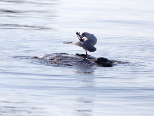 Gull on the lake in nature