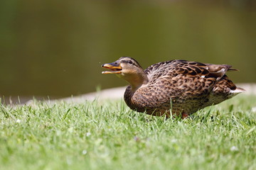 Beautiful Wild duck walking on the mowed lawn.