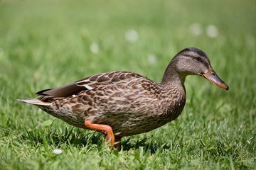 Beautiful Wild duck walking on the mowed lawn.