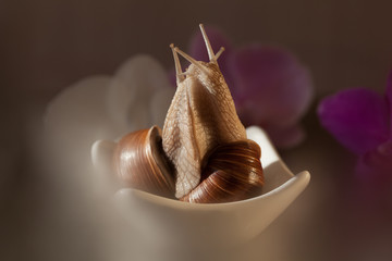 Виноградные улитки на фоне цветов.