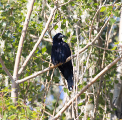 Black crows on a tree in nature