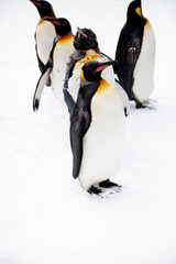 Fototapeta premium Penguins