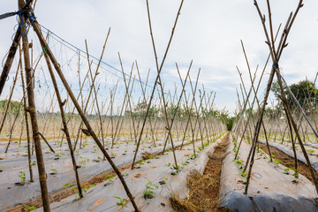 lentils plant in organic farm