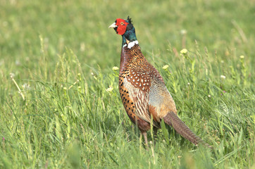 Fasan in Wiese
