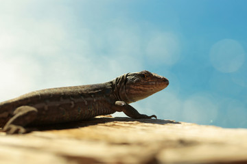 Cute lizard or reptile