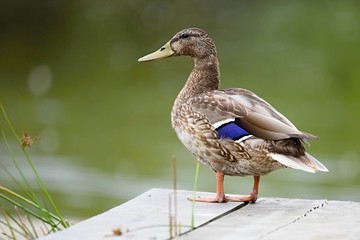Europe, country Slovakia. Beautiful Wild duck stands on the bank of the river.