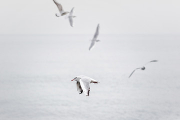 Seagulls soaring over the cloudy sky