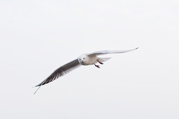 Seagull flying over the sea