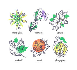 Perfume herbs illustrations, line and color icons' set.