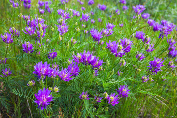 purple wild flower on spring field