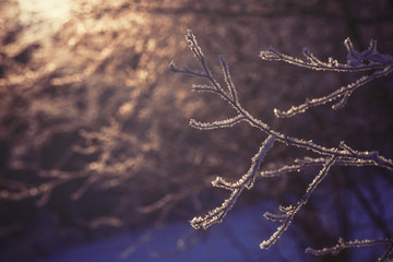 frozen branch in sunset, winter and snowy background 