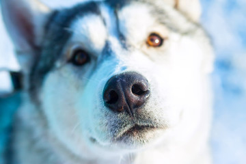 Alaskan Malamute dog portrait in front camera