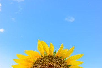 Sunflower field during shiny day with blue sky