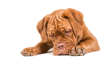 Dogue de bordeaux lying on the floor staring at the floor with paws to the front isolated on a white background