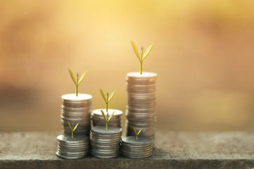 silver coin stack and tree in concept of growth business background.