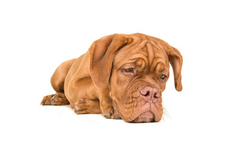 Dogue de bordeaux lying on the floor staring at the floor with paws back isolated on a white background