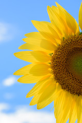 Naklejka premium Sunflower field during shiny day with blue sky