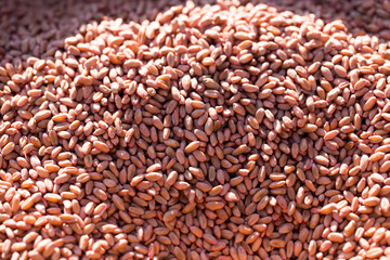 red wheat as background
