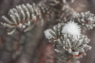 Frozen coniferous branches in white winter. Winter background with coniferous needles.