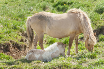 Icelandic horses