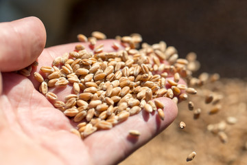 wheat in hand