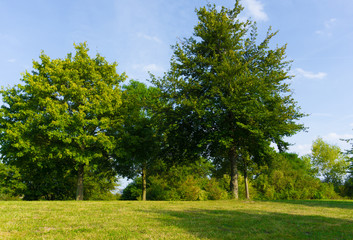grove in summer