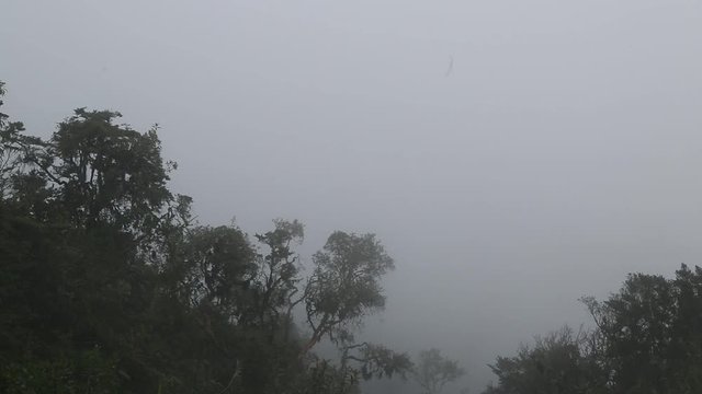 Turkey, birds, animals, thick fog in the yanacocha reserve near Guagua Pichincha; Quito, Ecuador 