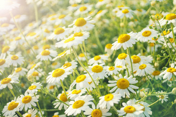 flower background with sun rays