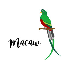 Exotic tropical bird isolated on white background. Macaw bird vector element with hand drawn inscription