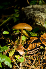 Pilz