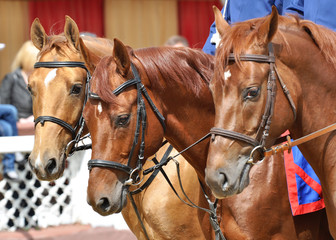 Portrait of red three horses of the Don breed