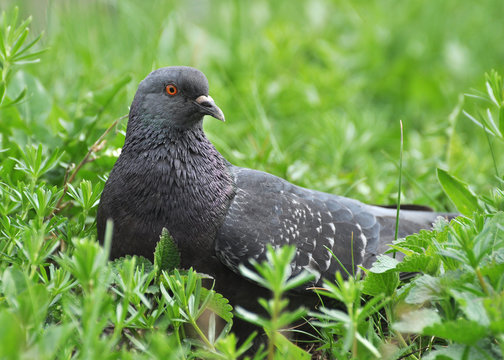 Pigeon in a grass in summer