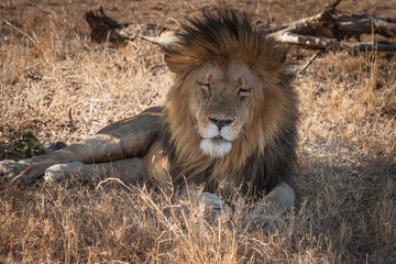 Lion in the shade of a tree