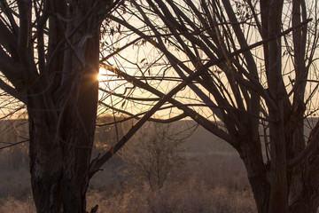 tree with bare branches at sunset