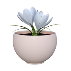 3D Rendering Crocus Flowers on White