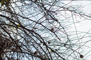 Obraz premium dead branches