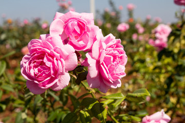 Pink rose background