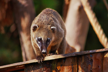 Cute coati wild animal closeup