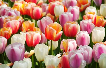 Keuken spatwand met foto Dutch tulips © Hamperium Photo