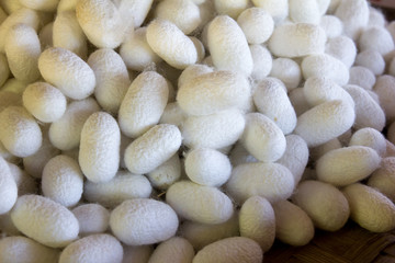 Fototapeta na wymiar Group of silkworm in white cocoon stage
