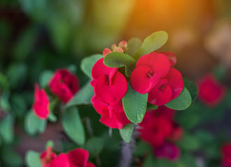 Eight Immortals flower,With Eight Immortals,Poi Sian flowers.