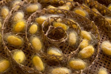 Group of silkworm in yellow cocoon stage on weave craft backgrou