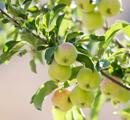 ripe apples on the tree in nature