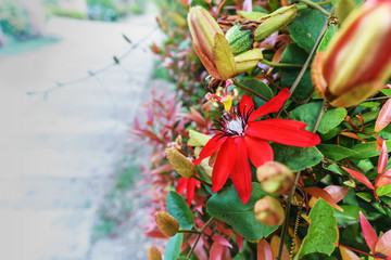  Close up red Passiflora (Mary Jane) flower or passion flowers