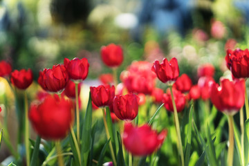 Red tulips