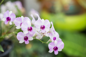 orchids,orchids purple ,orchids purple Is considered the queen o