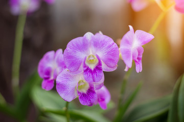 orchids,orchids purple ,orchids purple Is considered the queen o