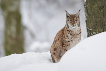 Ein eurasischer Luchs im Schnee