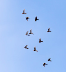 a flock of pigeons in the sky